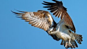 ‘BirdFlow’ model is spearheaded by the University of Massachusetts, Amherst, and the Cornell Lab of Ornithology, could reveal mysteries of bird migration
