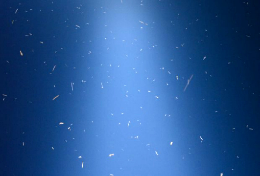 Artificial light at night dramatically impacts bird behavior, Cornell-partnered study finds