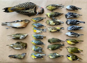City lights lure migratory birds, with lethal results, but weather radar and modeling can help reduce toll