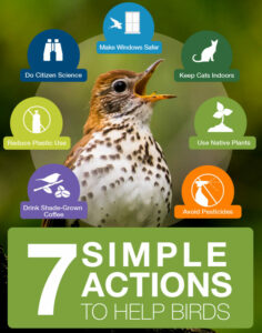 3 Billion Birds Gone: The Bird Crisis and What We Can Do About It