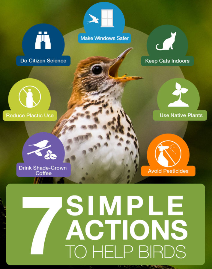 3 Billion Birds Gone: The Bird Crisis and What We Can Do About It
