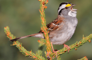 New York City Passes Country’s Most Wide-Ranging Bird-Friendly Building Legislation!