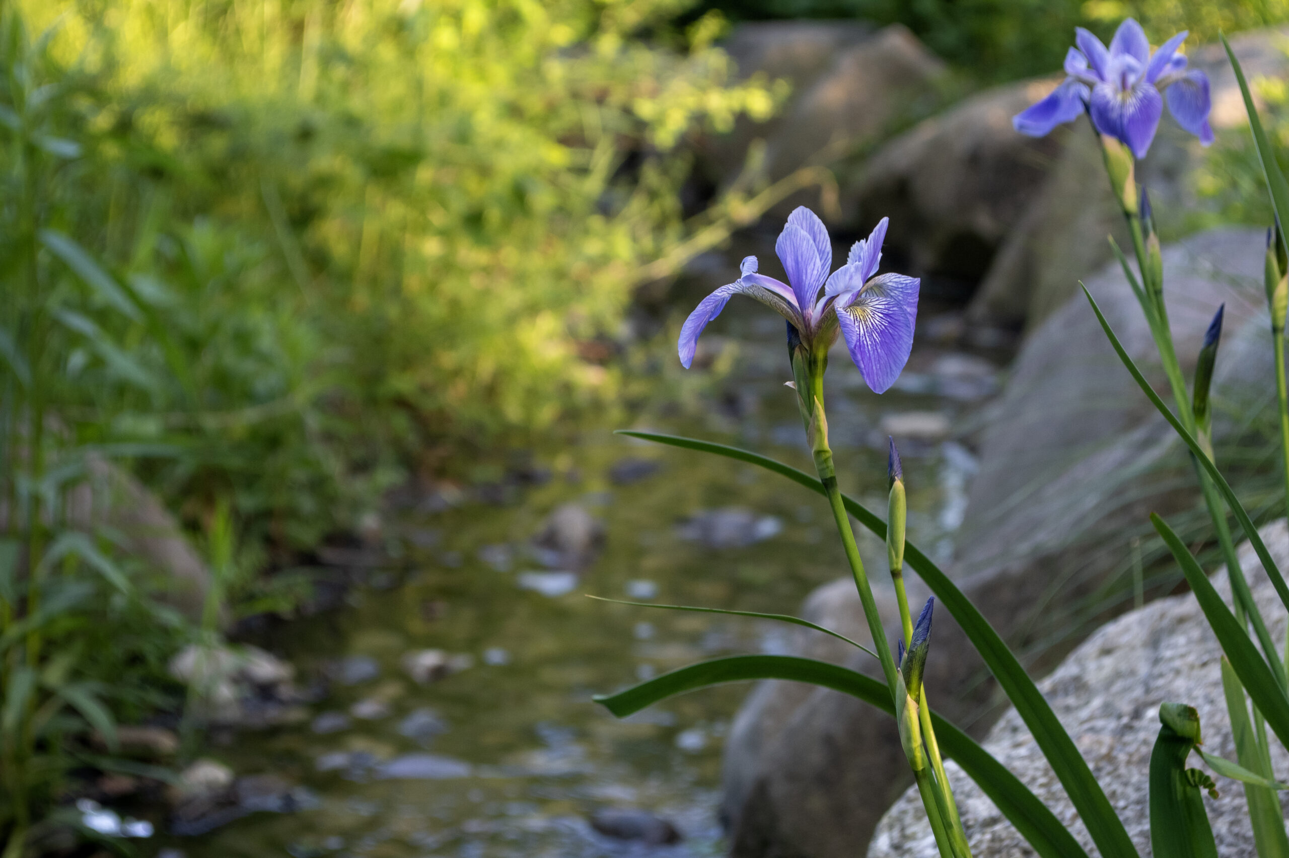 Nature & Gardens