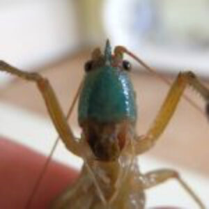 New insect species discovered at Leon Levy Native Plant Preserve on Eleuthera