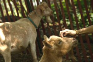 In Prospect Park, First the Goats, Then the Shrubbery