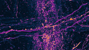 The Rockefeller University Hosts Seventh Annual Leon Levy Fellowship in Neuroscience Symposium