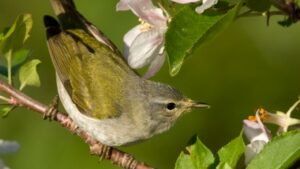 Northwestern takes action to make buildings bird friendly