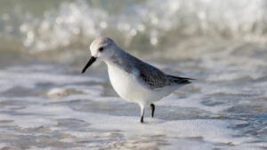 Three billion North American birds have vanished since 1970, surveys show