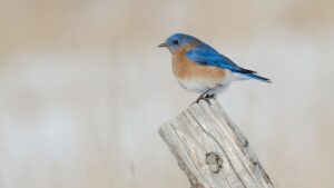 Cornell Chronicle: New maps light up information on birds