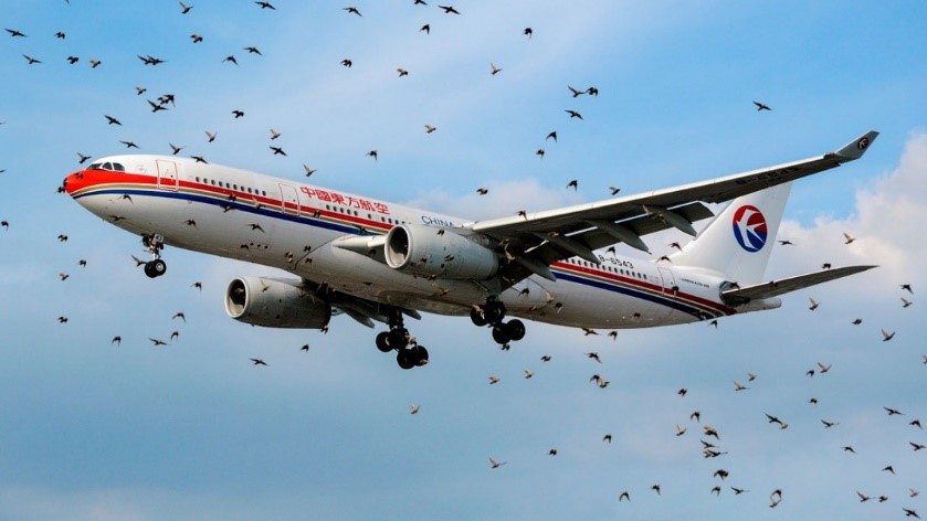 Planes four times as likely to hit birds during migrations