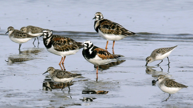 Three billion birds have been lost in North America since 1970 Due to habitat loss, pesticides, and more, North America’s springs are more silent than ever