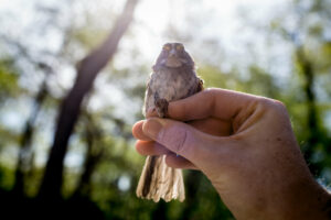 How Dangerous Is It to Be a Bird in Your City? Buildings Kill Hundreds of Millions a Year