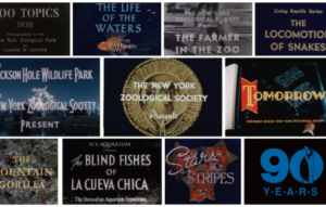 WCS Library and Archives Unveils Digitized Historic Film Collection – 1,600 films, dating back to the early 1900’s, offer a window into the history of zoos, aquariums and wildlife conservation