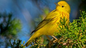 For the first time, big data and artificial intelligence are being used to model hidden patterns not just for one bird species, but for entire ecological communities across continents